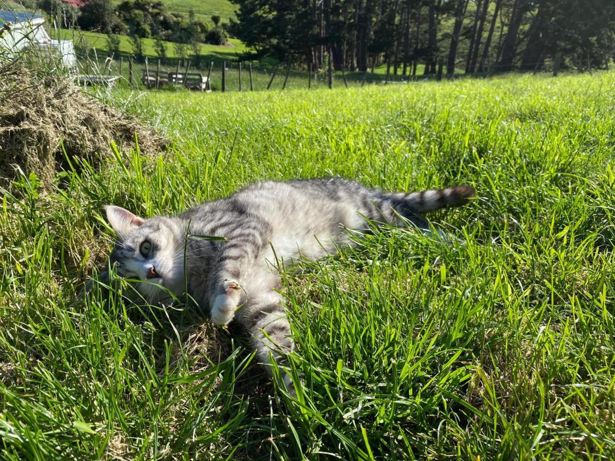 Pukeatua Farmstay Waimauku Экстерьер фото