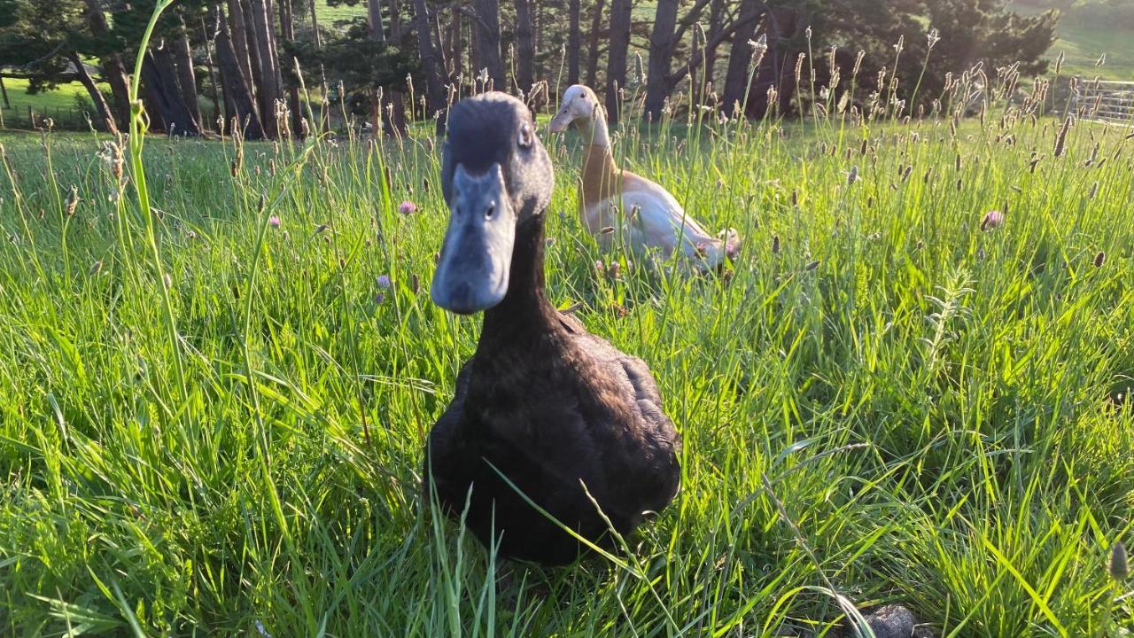 Pukeatua Farmstay Waimauku Экстерьер фото