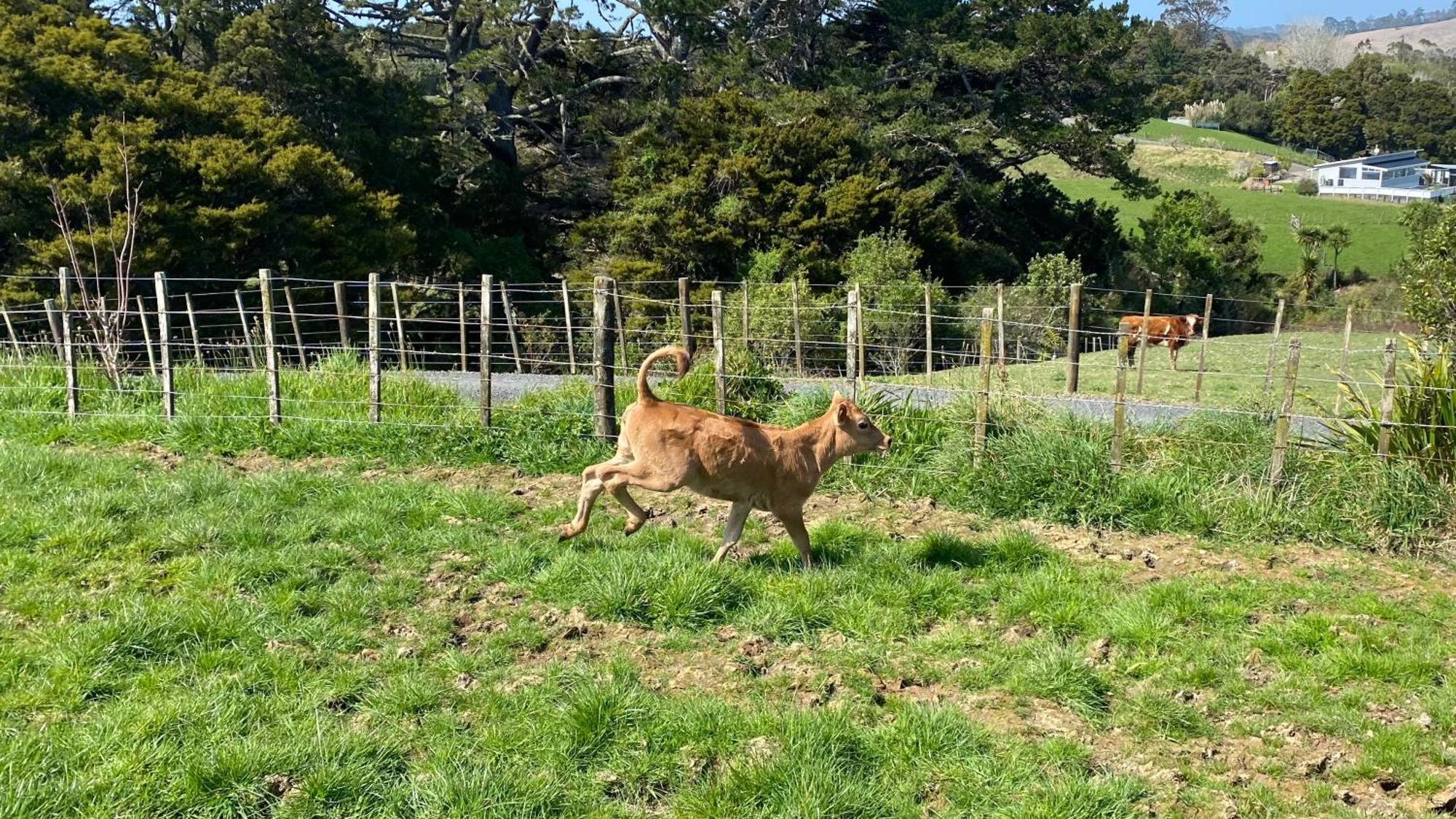 Pukeatua Farmstay Waimauku Экстерьер фото