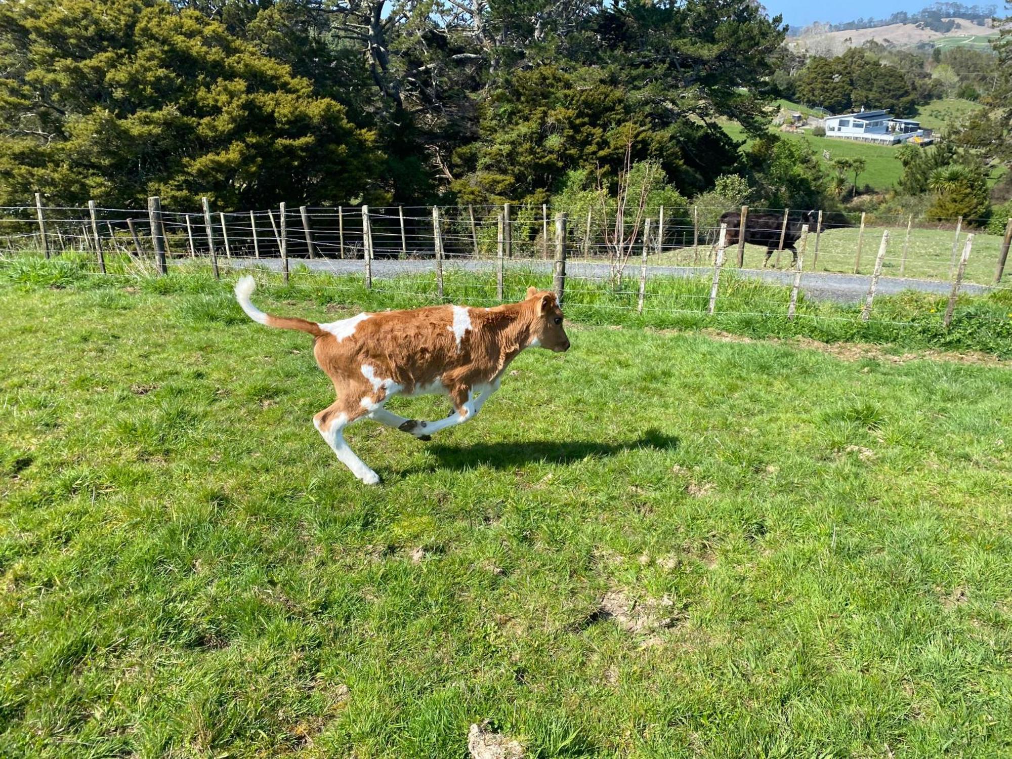 Pukeatua Farmstay Waimauku Экстерьер фото