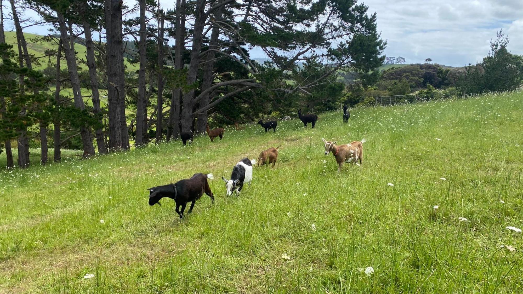 Pukeatua Farmstay Waimauku Экстерьер фото