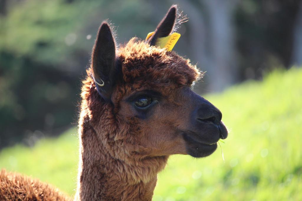 Pukeatua Farmstay Waimauku Экстерьер фото